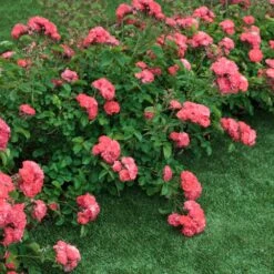 Coral Drift® Rose 5 Coral Drift® Rose -GreenNest Store Coral Drift Rose 2 FGT