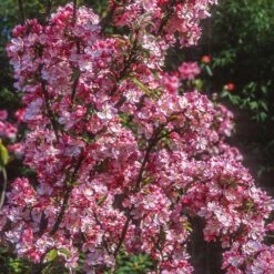 Coralburst® Crabapple -GreenNest Store Coralbust Crabapple 1