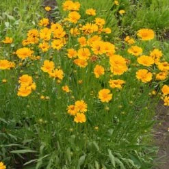 Nana Coreopsis (Tickseed) Plant -GreenNest Store Coreopsis Nana 1