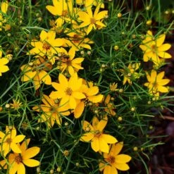 Threadleaf Coreopsis Plant -GreenNest Store Coreopsis Zagreb 3 FGT