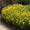 Threadleaf Coreopsis Plant