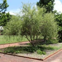 Corkscrew Willow Tree -GreenNest Store Corkscrew Willow 1
