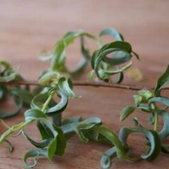 Corkscrew Willow Tree -GreenNest Store Corkscrew Willow 2