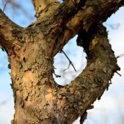 Cornelian Cherry Dogwood Tree 13 Cornelian Cherry Dogwood Tree -GreenNest Store Cornelian Cherry Dogwood