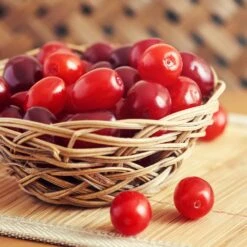 Cornelian Cherry Dogwood Tree 10 Cornelian Cherry Dogwood Tree -GreenNest Store Cornelian Cherry Dogwood 1 FGT