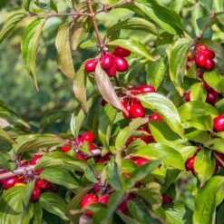 Cornelian Cherry Dogwood Tree 9 Cornelian Cherry Dogwood Tree -GreenNest Store Cornelian Cherry Dogwood 2 FGT