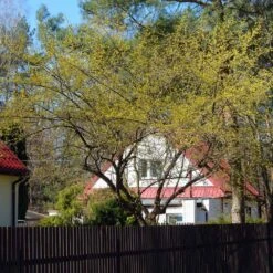 Cornelian Cherry Dogwood Tree 12 Cornelian Cherry Dogwood Tree -GreenNest Store Cornelian Cherry Dogwood 4 FGT