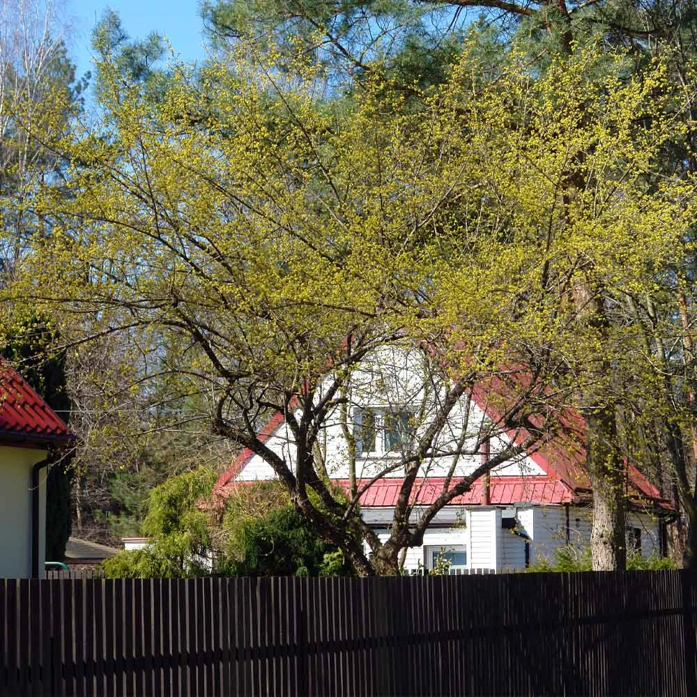 Cornelian Cherry Dogwood Tree 6 Cornelian Cherry Dogwood Tree - Image 6