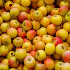 Cox's Orange Pippin Apple Tree -GreenNest Store Coxs Orange Pippen 2