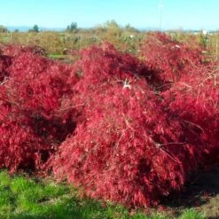Crimson Queen Japanese Maple -GreenNest Store Crimson Queen Japanese Maple 2