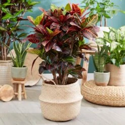 Sunset Hues House Plant Kit 13 Sunset Hues House Plant Kit -GreenNest Store Croton Petra 1 FGT 445f7f6a 00f4 451b a6b3 3f52129ac266