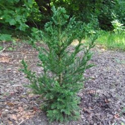 Black Dragon Cryptomeria -GreenNest Store Cryptomeria Black Dragon 4