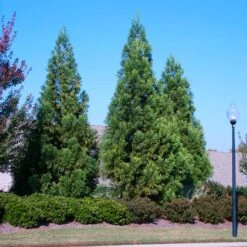 Cryptomeria Radicans -GreenNest Store Cryptomeria Radicans 2
