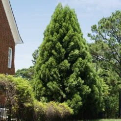 Cryptomeria Radicans -GreenNest Store Cryptomeria Radicans 5
