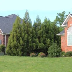 Cryptomeria Radicans -GreenNest Store Cryptomeria Radicans 6