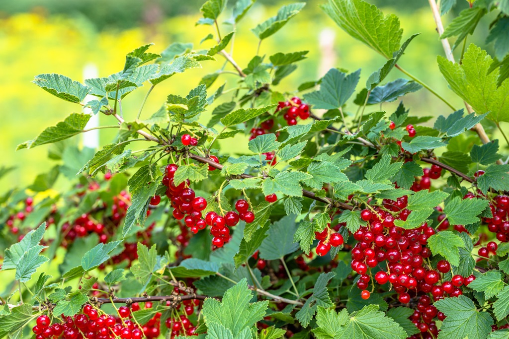 Front Page -GreenNest Store Currant Fruit Bush
