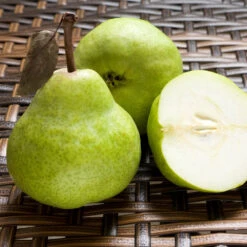 D'Anjou Pear Tree -GreenNest Store DAnjou Pear 3 FGT da277ba9 1c1c 4f9f 9202 bc3a27216f3b