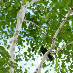 Dakota Pinnacle Birch Tree -GreenNest Store Dakota Pinnacle Birch 5