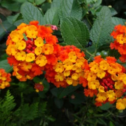 Dallas Red Lantana -GreenNest Store Dallas Red lantana 4