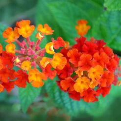Dallas Red Lantana -GreenNest Store Dallas Red lantana 7 FGTjpg