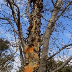 DannaSpire Columnar Elm Tree 11 DannaSpire Columnar Elm Tree -GreenNest Store Danaspire Elm 1