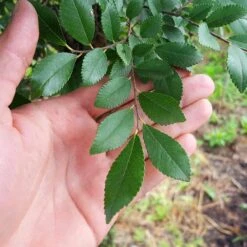 DannaSpire Columnar Elm Tree 8 DannaSpire Columnar Elm Tree -GreenNest Store Danaspire Elm 2