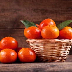 Dancy Tangerine Tree -GreenNest Store Dancy Tangerine 1 FGT