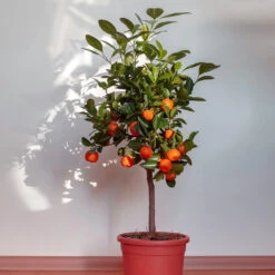 Dancy Tangerine Tree -GreenNest Store Dancy Tangerine 2 FGT