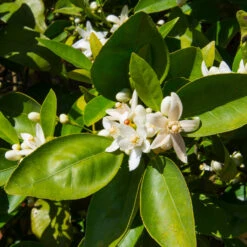 Dancy Tangerine Tree -GreenNest Store Dancy Tangerine 7