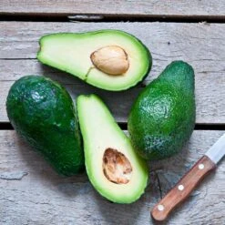 Condo™ Avocado Tree -GreenNest Store Day Condo Avocado 5 FGT