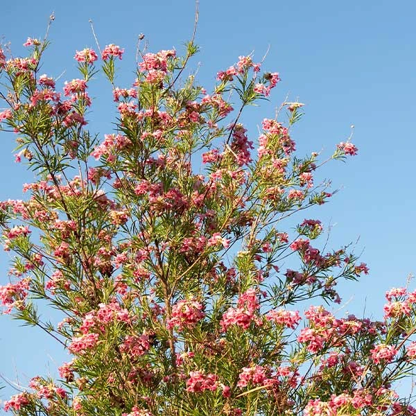 Bubba Desert Willow 1 Bubba Desert Willow