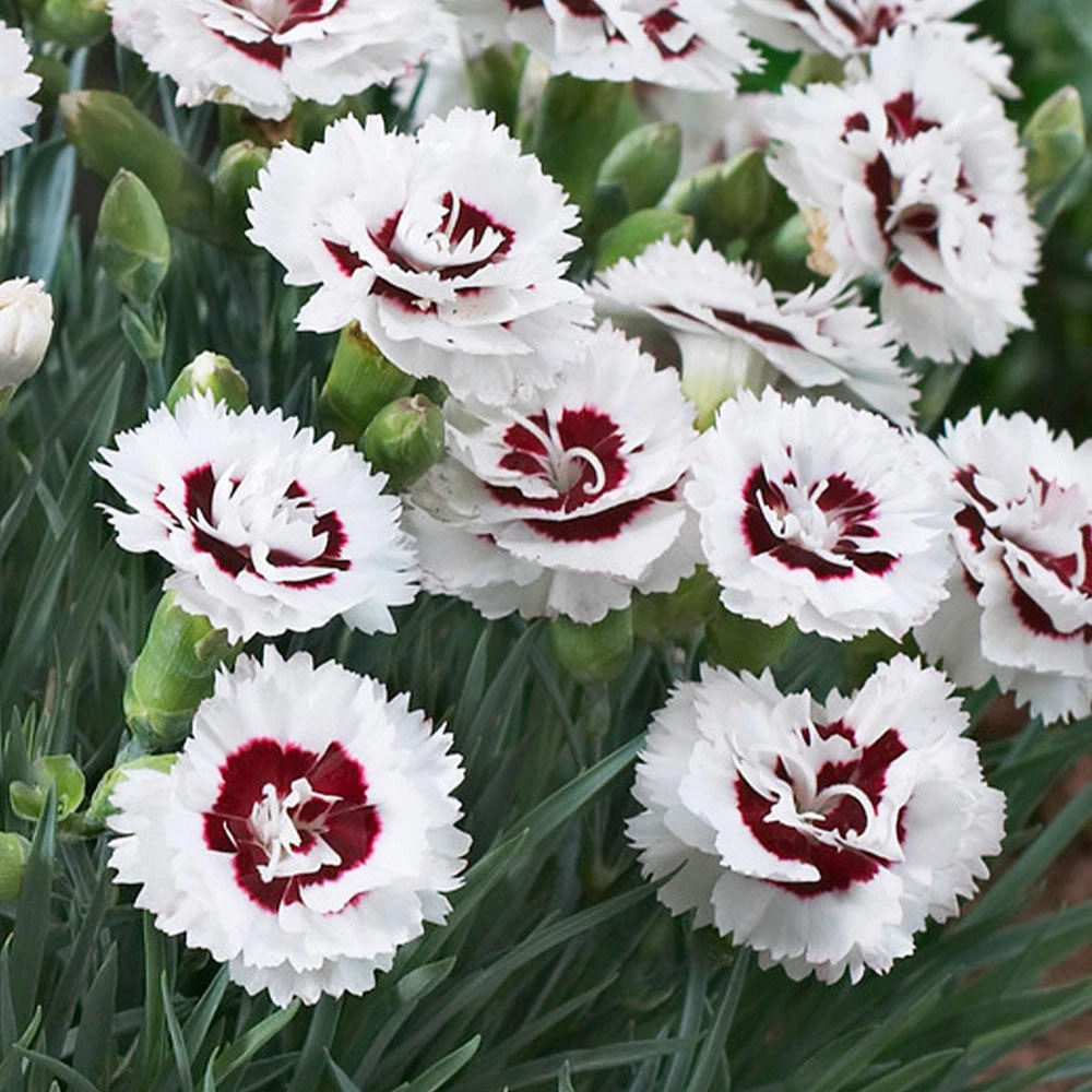 Scent First® Coconut Surprise Dianthus Plant 3 Scent First® Coconut Surprise Dianthus Plant - Image 3