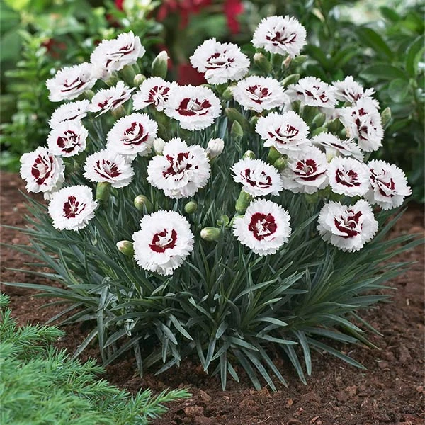 Scent First® Coconut Surprise Dianthus Plant 1 Scent First® Coconut Surprise Dianthus Plant