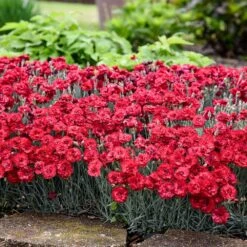 Fruit Punch® ‘Maraschino’ Dianthus -GreenNest Store Dianthus Fruit Punch 2