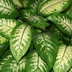 Dieffenbachia And Song Of India Combo -GreenNest Store Diffenbachia song of india 2