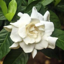 Double Blooming Gardenia Tree -GreenNest Store Double Blooming Gardenia 3 FGT