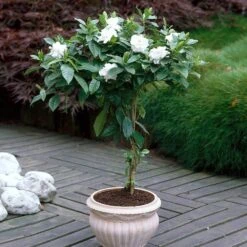 Double Blooming Gardenia Tree -GreenNest Store Double Blooming Gardenia 6 FGT