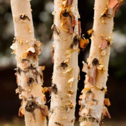 Dura Heat® River Birch -GreenNest Store Dura Heat River Birch 4