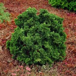 Dwarf Hinoki Cypress Shrub 8 Dwarf Hinoki Cypress Shrub -GreenNest Store Dwarf Hinoki Cypress 1