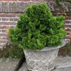 Dwarf Hinoki Cypress Shrub 9 Dwarf Hinoki Cypress Shrub -GreenNest Store Dwarf Hinoki Cypress 2