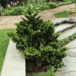 Dwarf Hinoki Cypress Shrub 7 Dwarf Hinoki Cypress Shrub -GreenNest Store Dwarf Hinoki Cypress 3