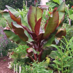 Front Page -GreenNest Store Dwarf Red Banana Plant 450 01