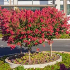 Dynamite Crape Myrtle -GreenNest Store Dynamite Crape Myrtle single trunk