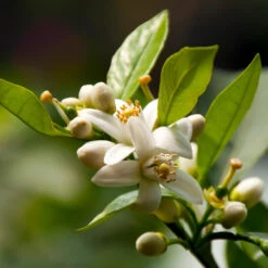 EasyPeel Clementine Tree -GreenNest Store Easy Peel Clementine 5