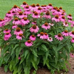 PowWow® Wild Berry Coneflower (Echinacea) -GreenNest Store Echinacea Pow Wow Wildberry 1