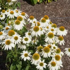 PowWow® White Coneflower (Echinacea) -GreenNest Store Echinacea PowWow WHite 2
