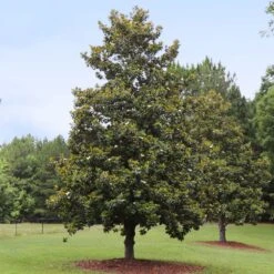 Edith Bogue Magnolia 5 Edith Bogue Magnolia -GreenNest Store Edith Bogue magnolia 1