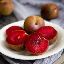 Elephant Heart Plum Tree -GreenNest Store Elephant Heart Plum 1