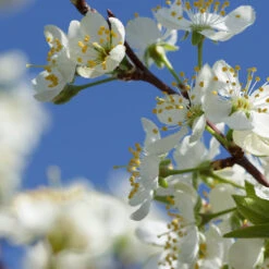 Elephant Heart Plum Tree -GreenNest Store Elephant Heart Plum 2