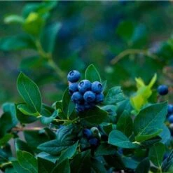Elliot Blueberry Bush -GreenNest Store Elliot Blueberry 450 D1